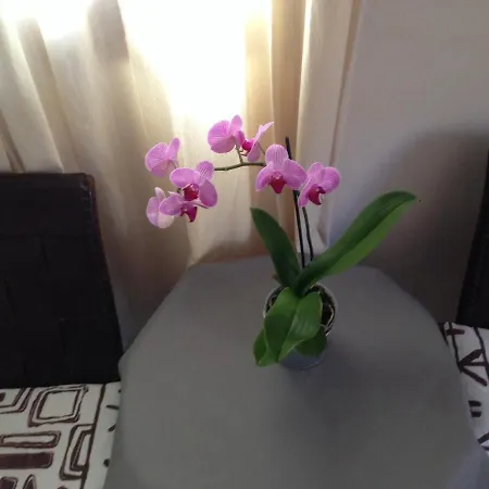 Allotjaments Serra De Tramuntana Bed & Breakfast 2*